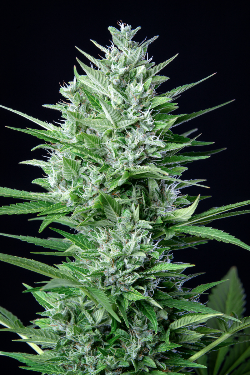 Photo of White Widow Auto