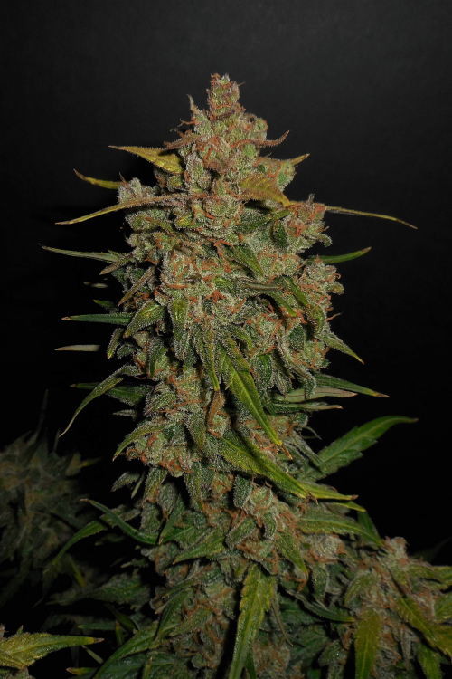 Lemon AK Auto