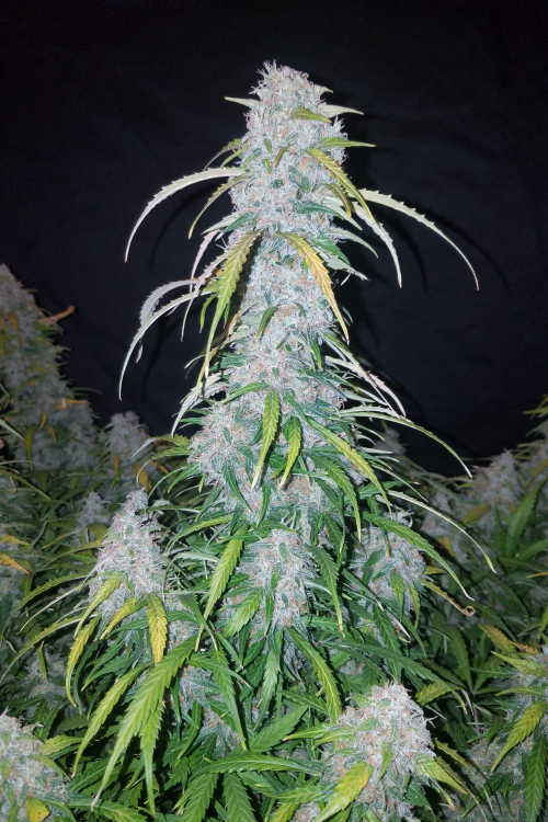 Six Shooter Auto