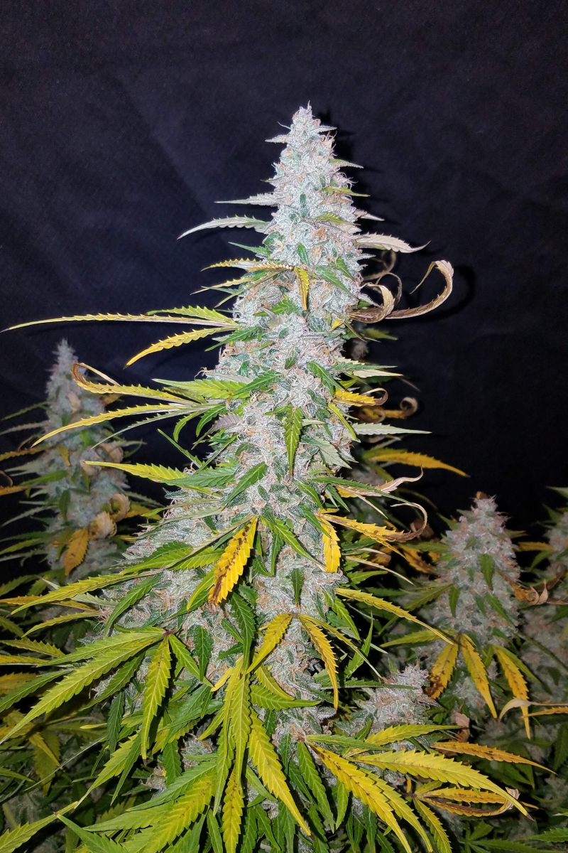 Photo of Californian Snow Auto