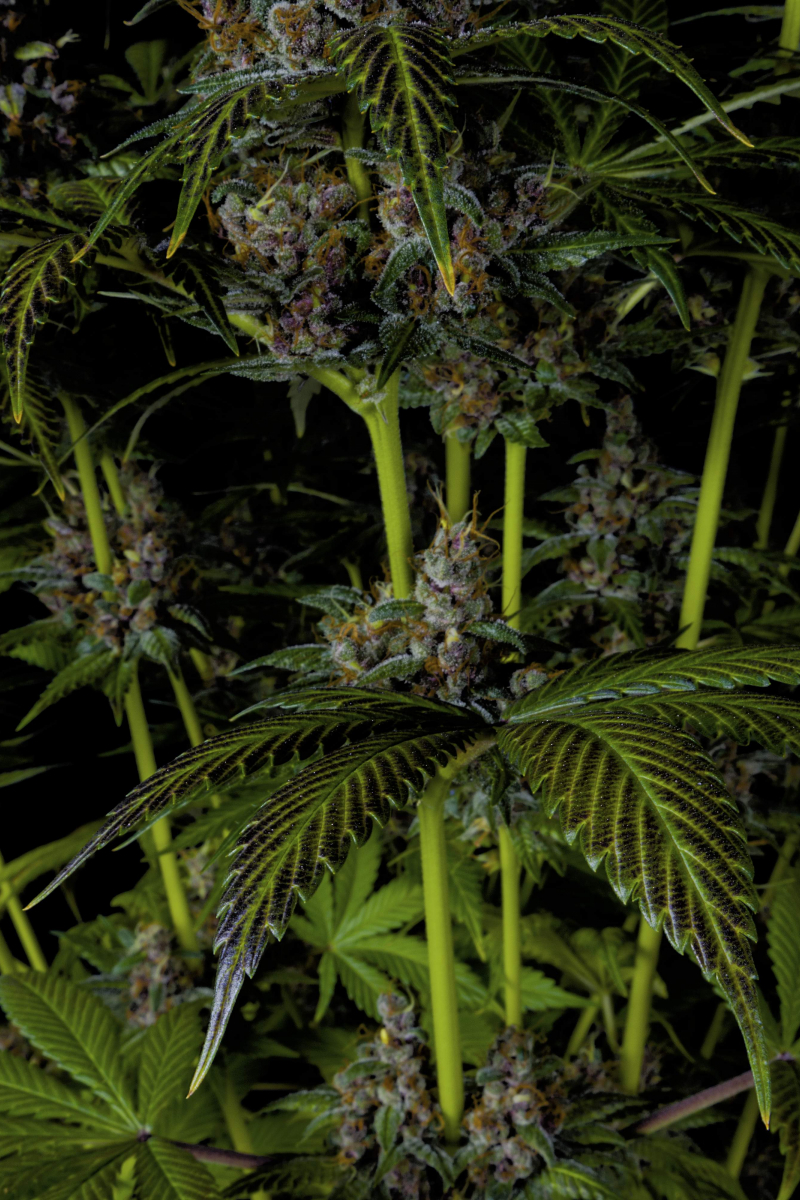 Photo of Purple Lemonade FF