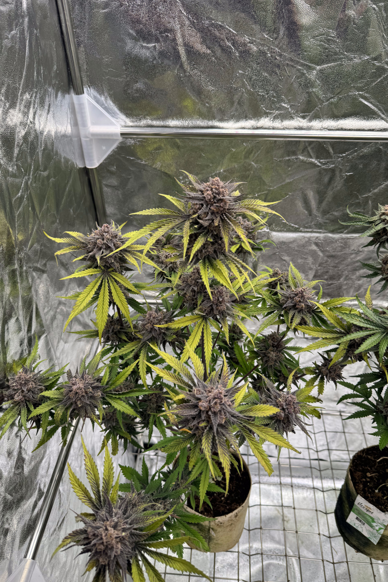 Photo of Cherry Cola Auto RF3