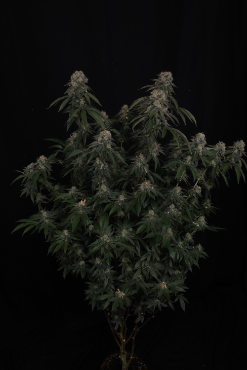 GG4