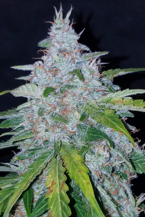 Six Shooter Auto
