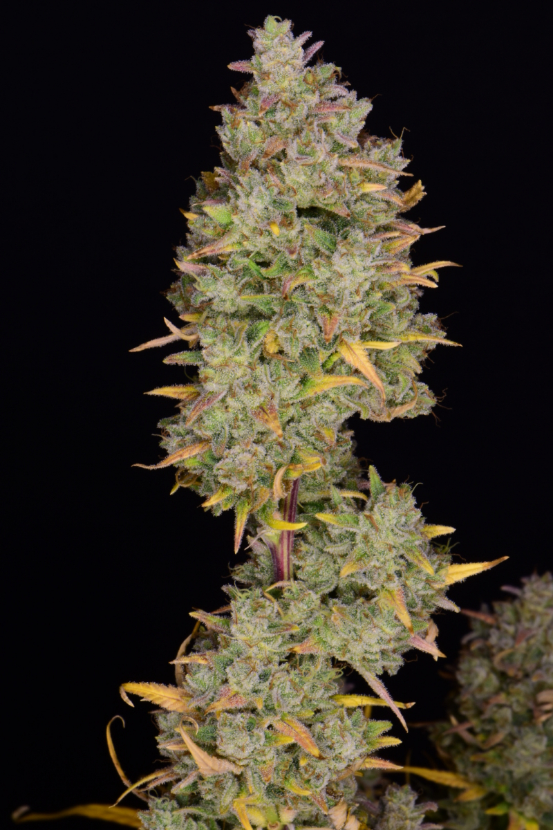 Photo of Gelato Auto