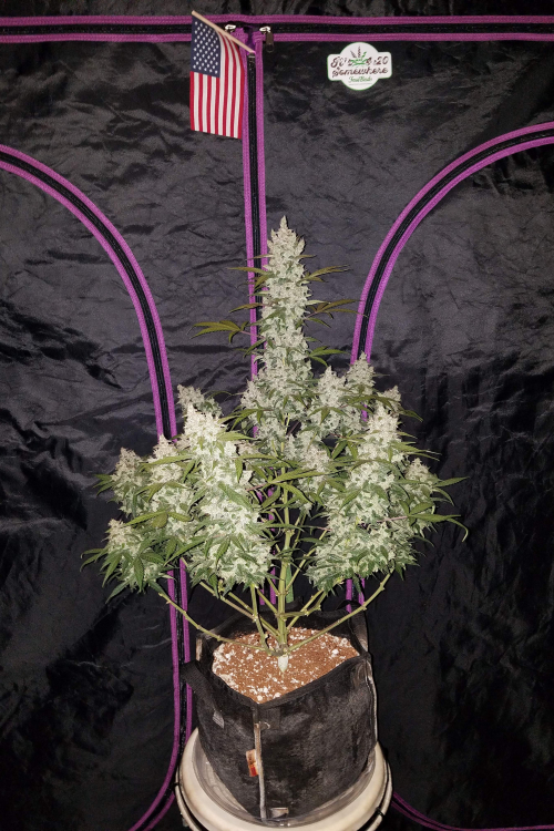 Girl Scout Cookies Auto
