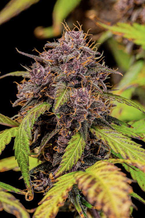 Lemon Cherry Cookies Auto