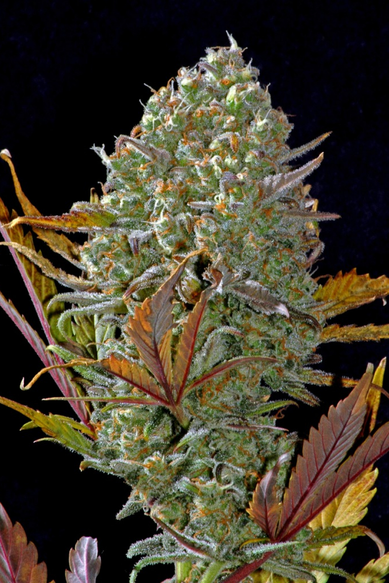 Photo of Pineapple Express Auto