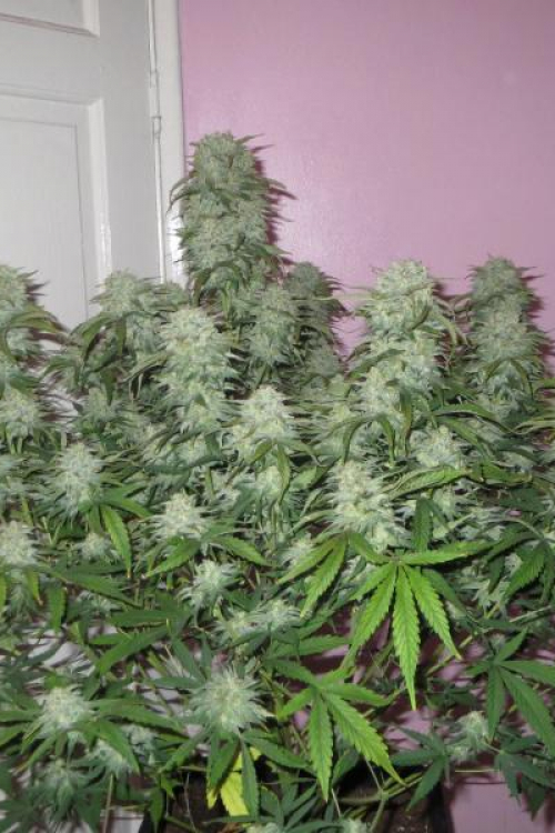West Coast OG Auto