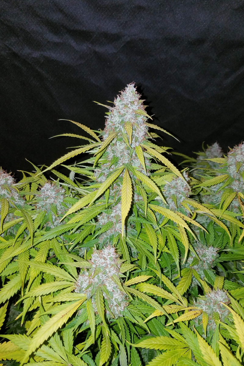 Photo of Californian Snow Auto