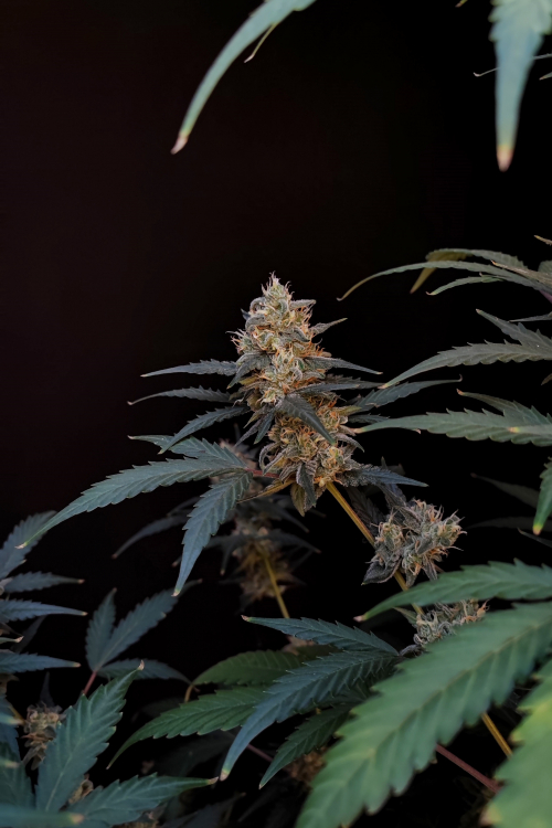 BubbleGum Auto