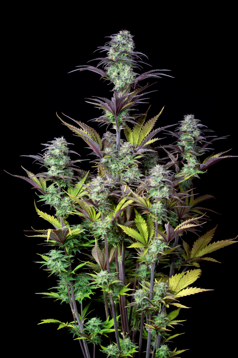 Photo of Blueberry Auto