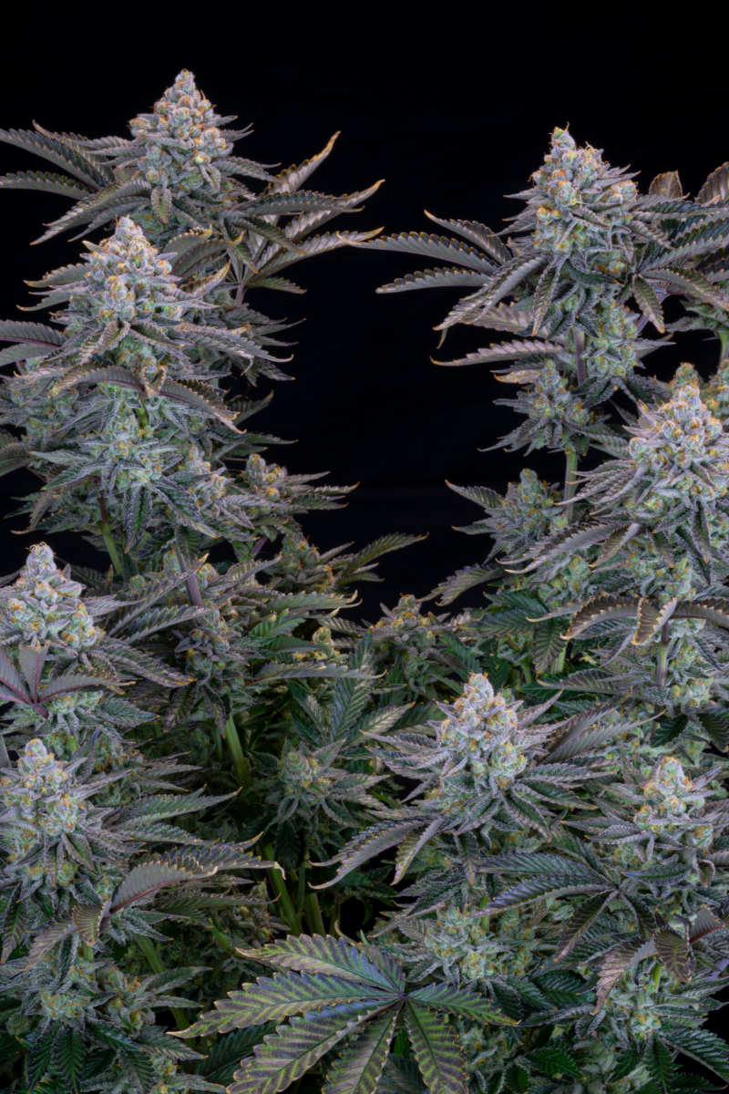 Photo of Gorilla Cookies FF