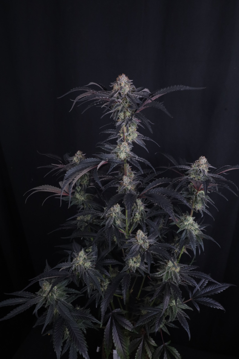 Photo of Mendo Frost Auto