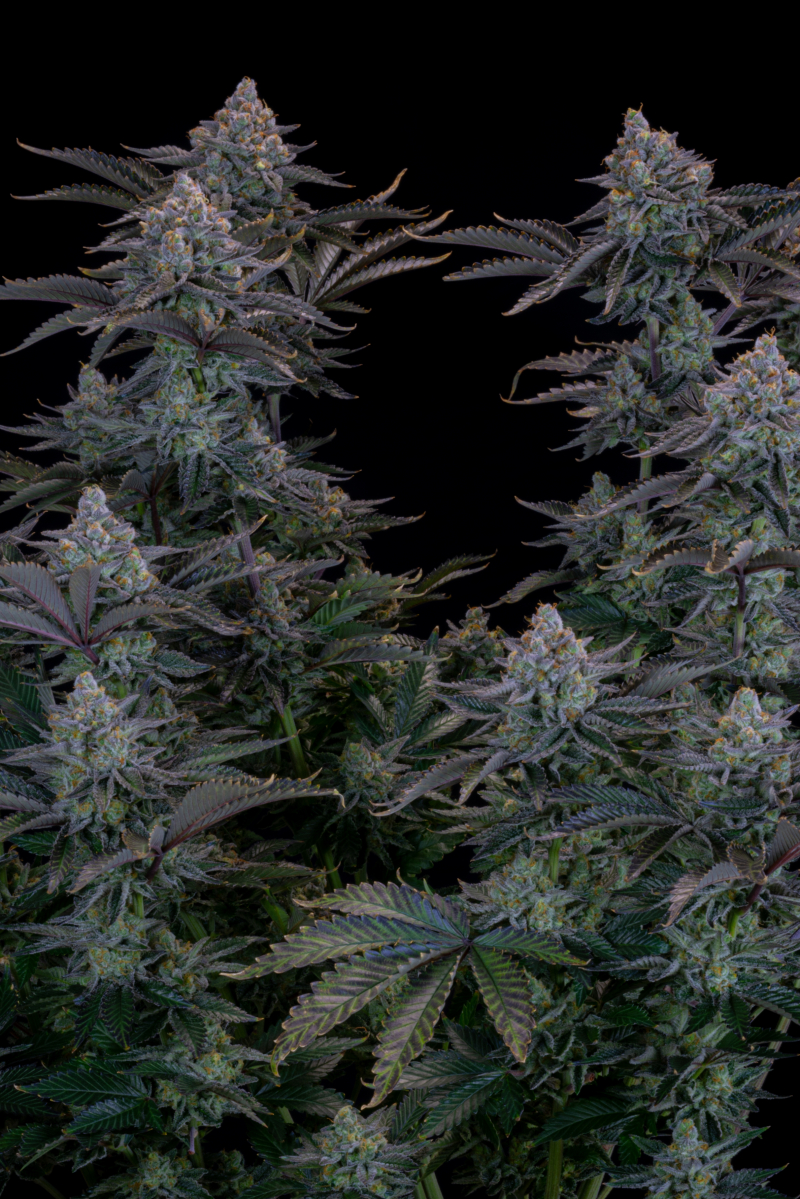 Photo of Gorilla Cookies FF