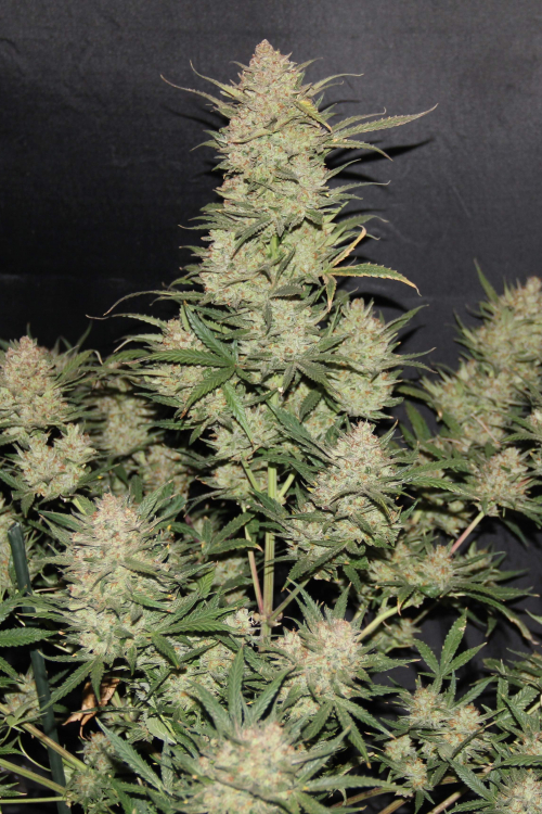 OG Kush Auto