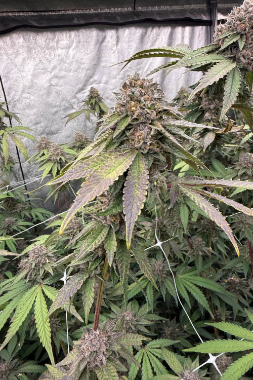 Biscotti Gelato