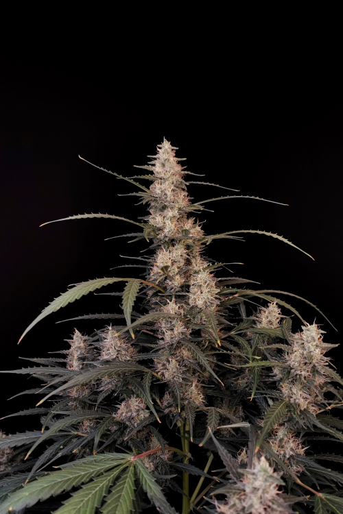 Amnesia Haze Auto