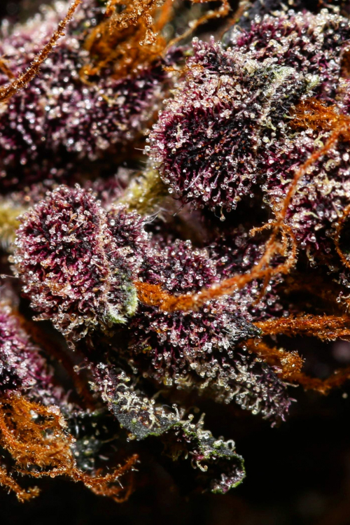 Crystal Meth Auto