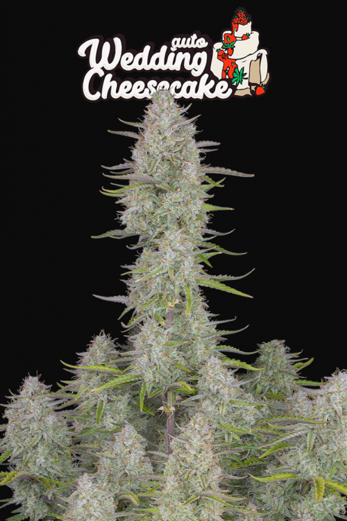 Wedding Cheesecake Auto