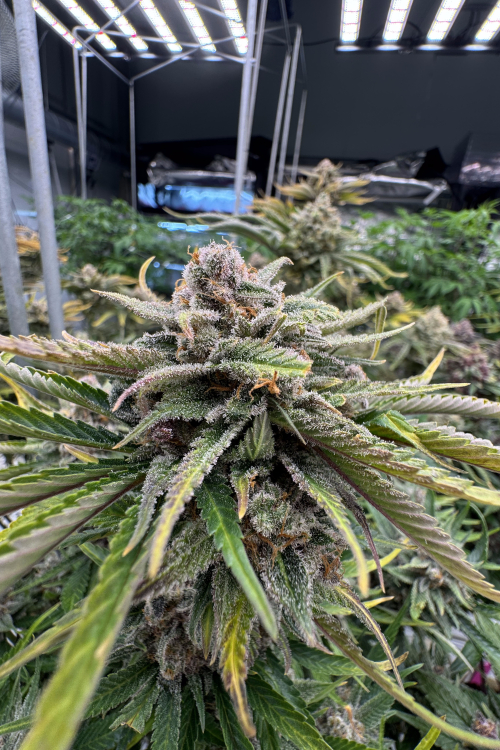 Cherry Cola Auto RF3