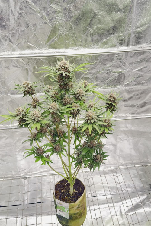 Cherry Cola Auto RF3