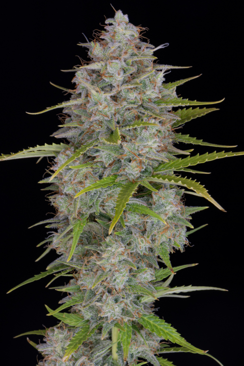 Orange Sherbet Auto
