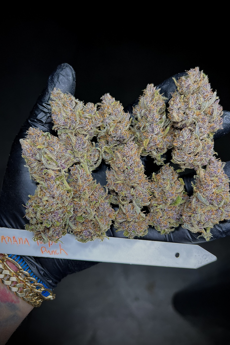 Photo of Banana Purple Punch Auto
