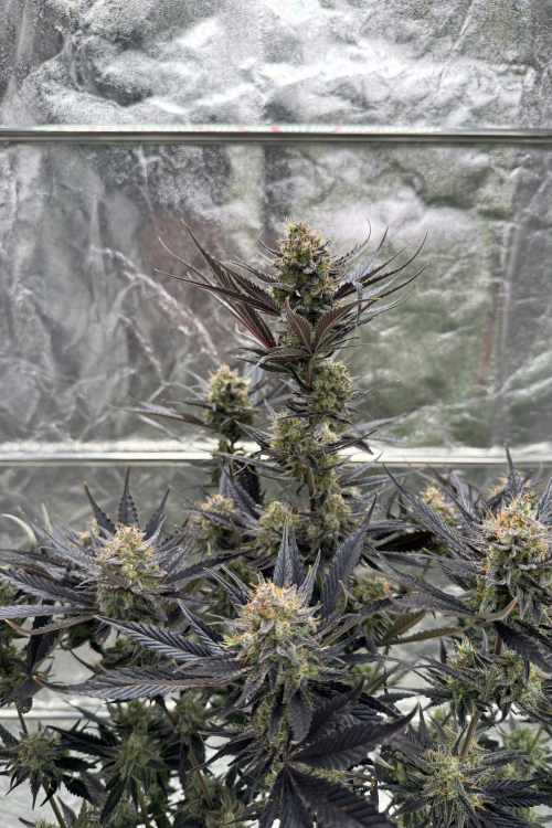 Guava Auto RF3