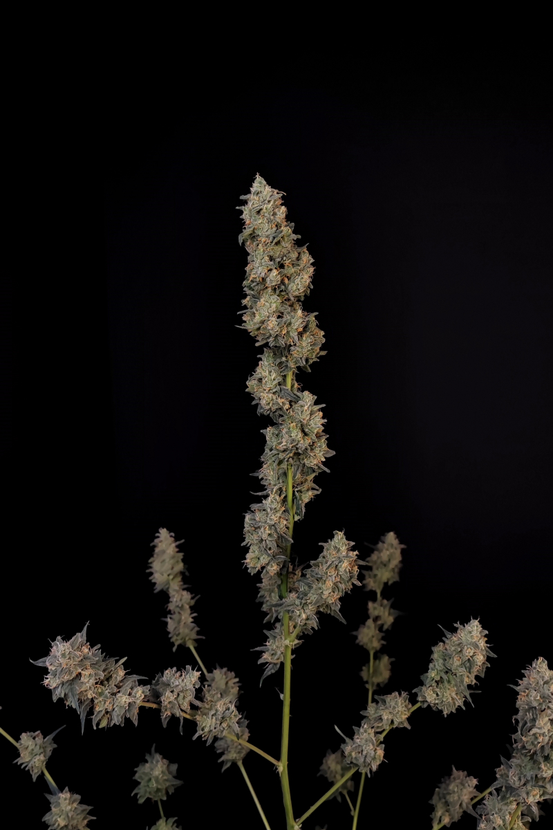 Photo of BubbleGum Auto
