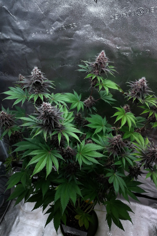 Purple Lemonade FF