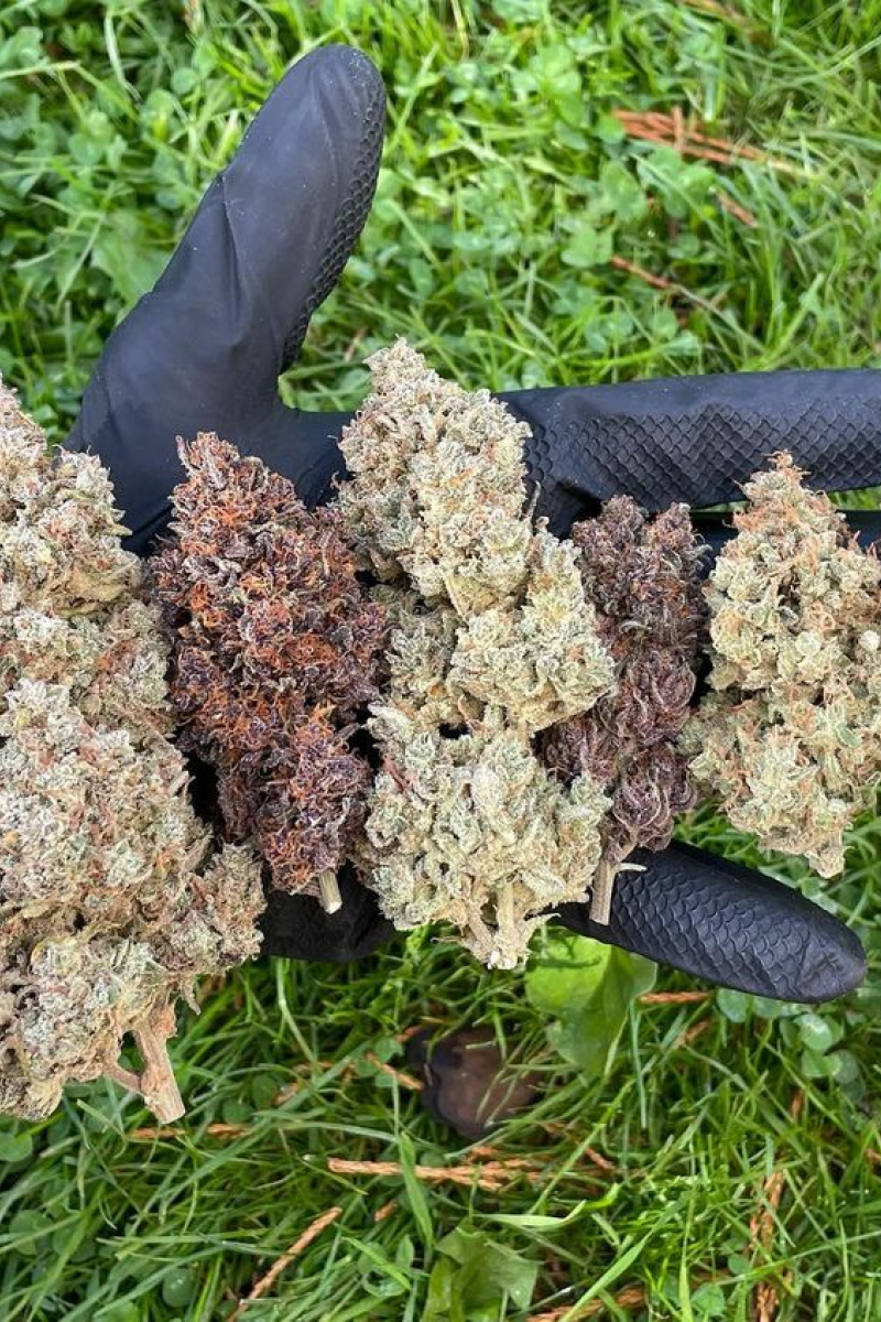 Photo of Mix Pack Auto
