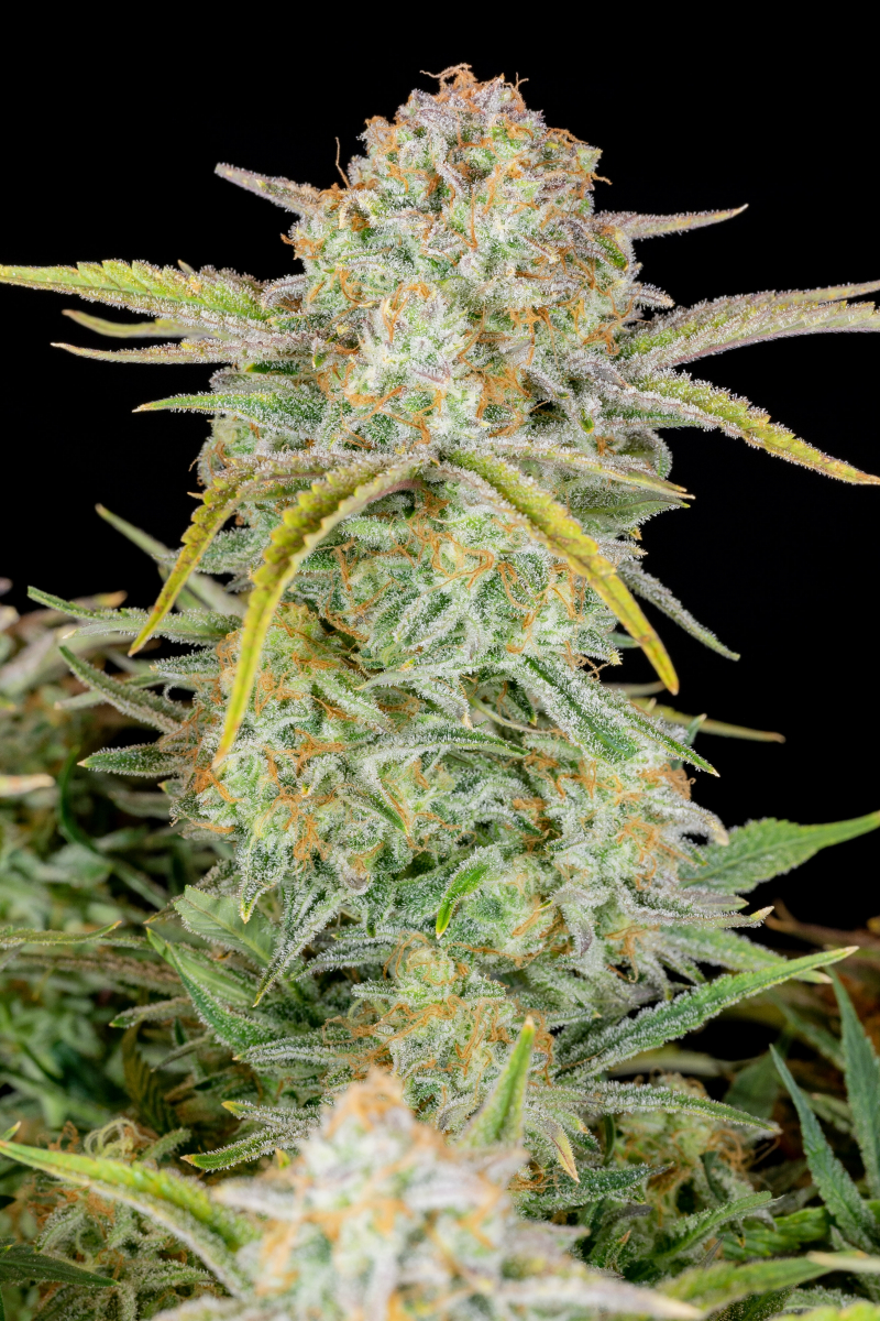 Photo of Bruce Banner Auto