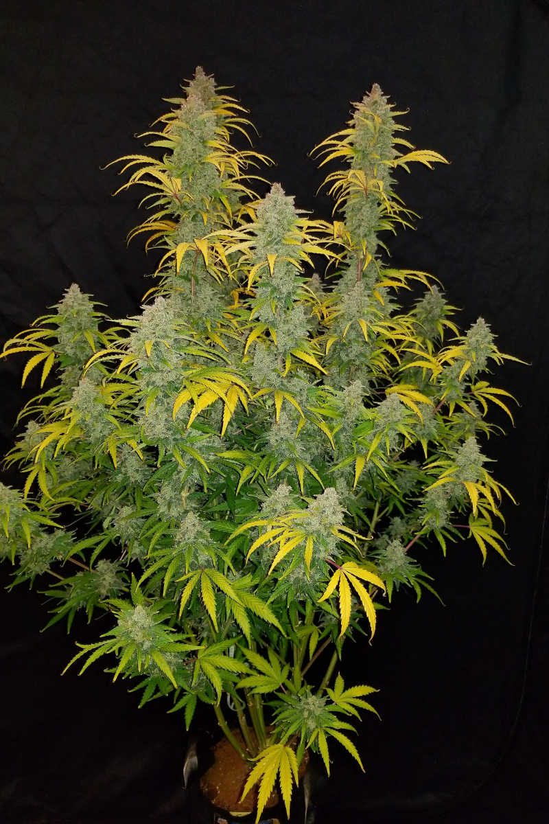 Photo of Blue Dream Auto