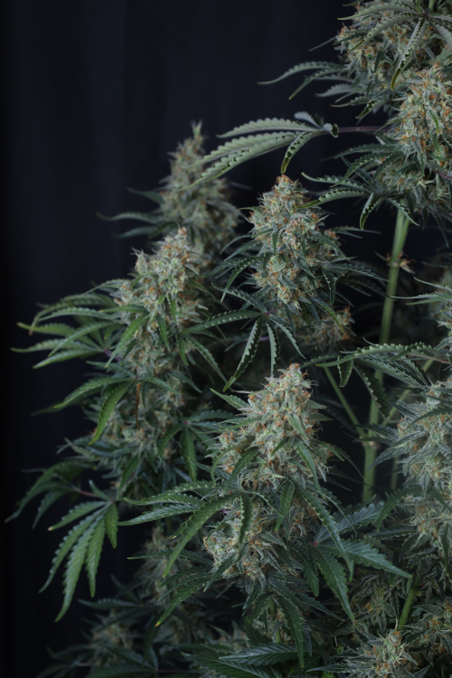 Gorilla Z Auto