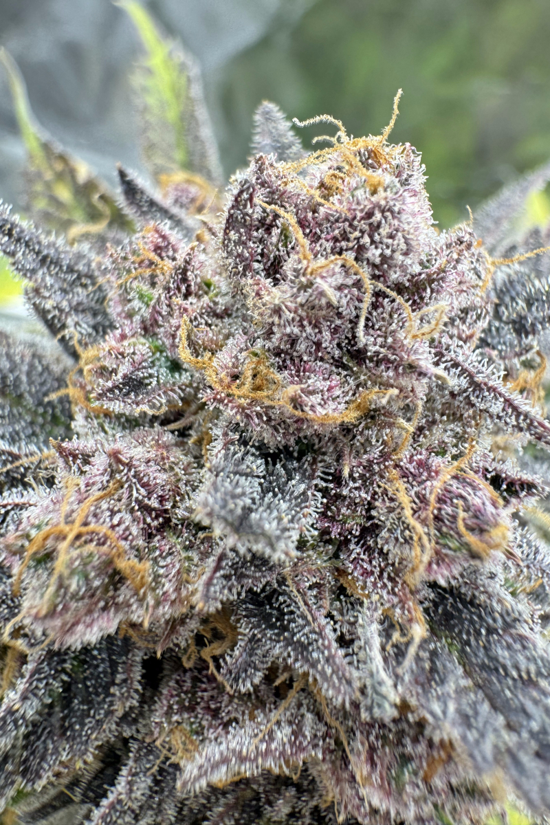 Photo of Cherry Cola Auto RF3