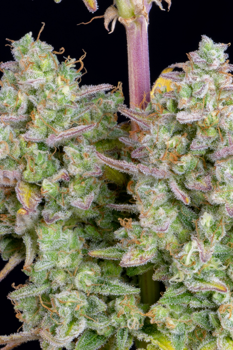 Photo of Wedding Cheesecake Auto
