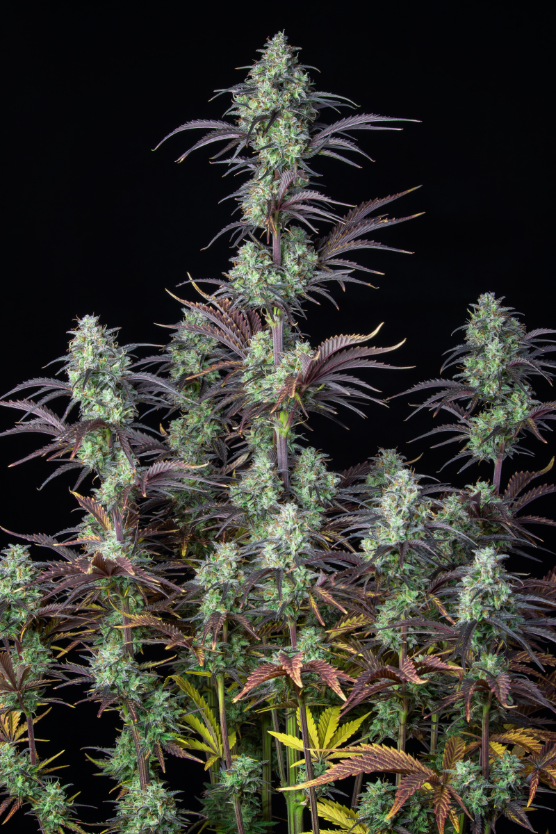 Photo of Mimosa Cake Auto