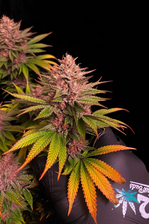 Purple Lemonade FF