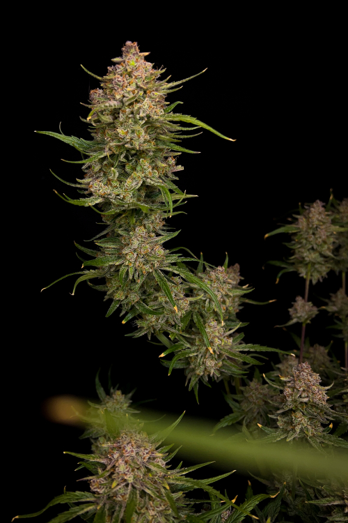 Guava Auto