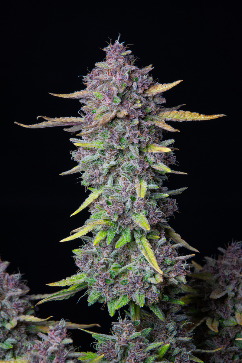Photo of Purple Punch Auto