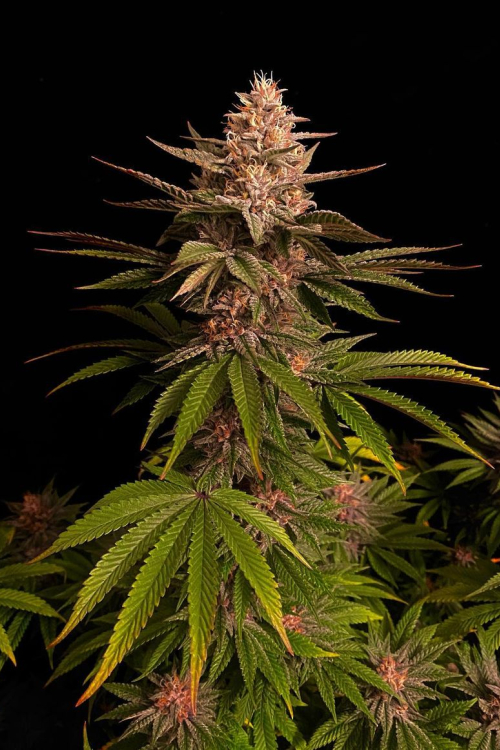 Purple Lemonade FF