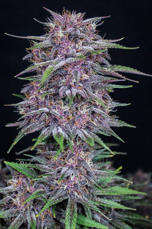 Banana Purple Punch Auto