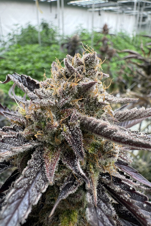 Guava Auto RF3