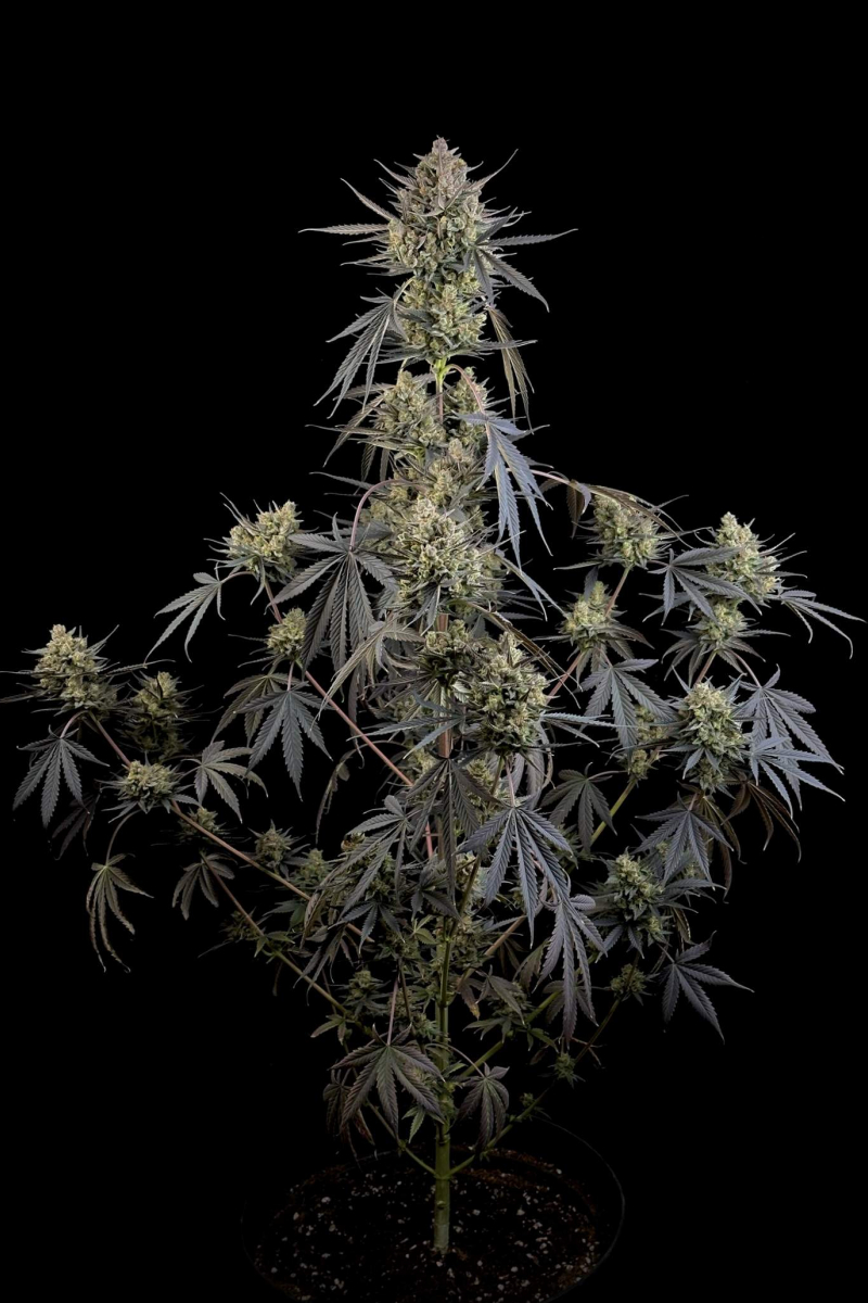 Photo of Pound Cake Auto