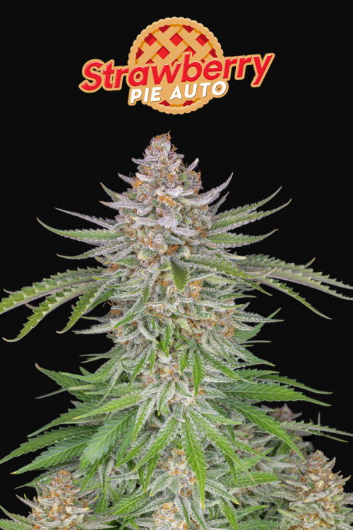 Strawberry Pie Auto
