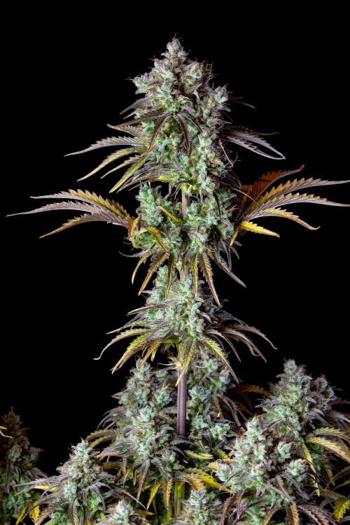 Original Big Bud Auto