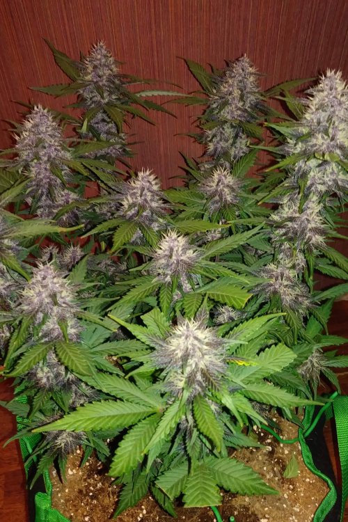 Crystal Meth Auto