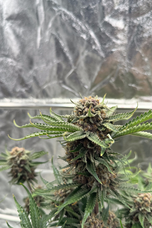 Cherry Cola Auto RF3