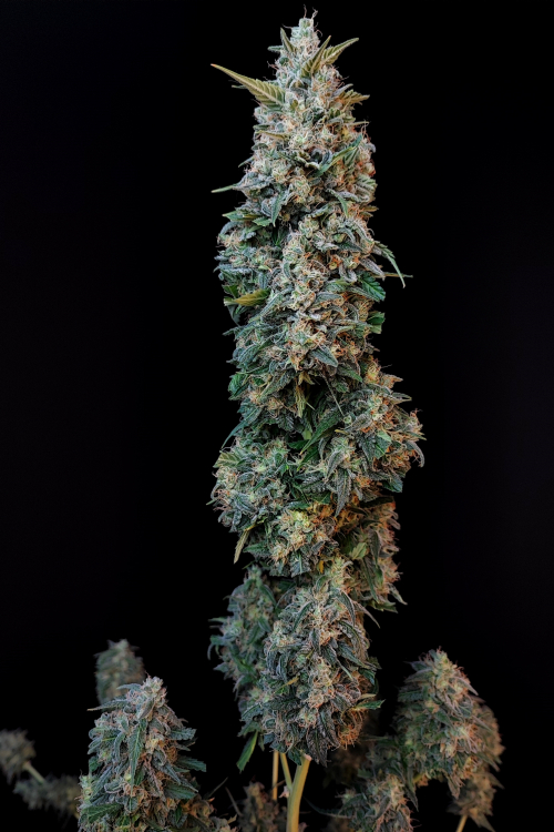 Sour Diesel Auto